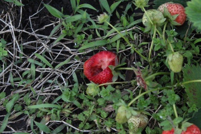 bird eaten strawberry