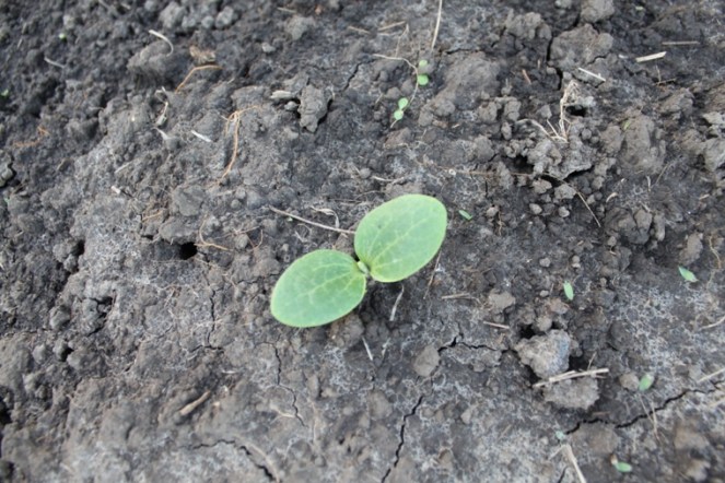 Zucchini sprout close