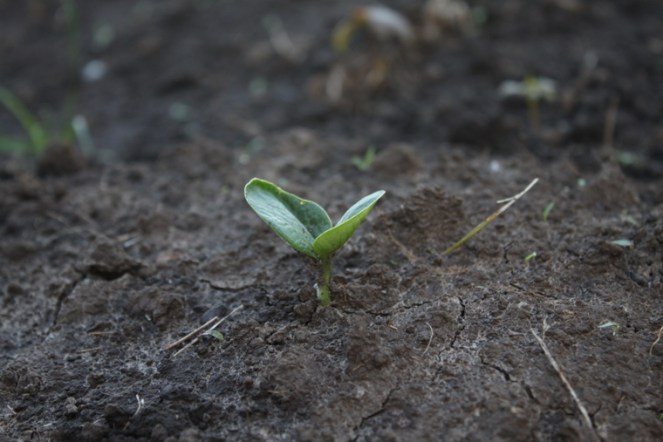 zucchini sprout side
